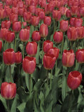 Close View of Many Tulips