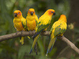 Closeup of Four Captive Sun Parakeets