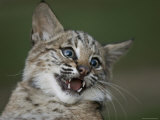 Bobcat at a Wildlife Rescue Member's Home in Eastern Nebraska