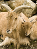 Captive Barbary Sheep  Native to North Africa