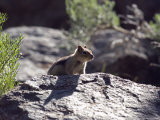 Closeup of a Golden-Mantled Ground Squirrel  California