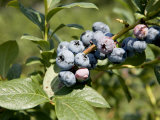 Blueberries on Blueberry Bush