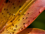 Close View of a Daylily Covered with Dew Drops
