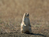 Black-Tailed Prairie Dog in Eastern Montana