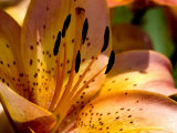 Close View of a Yellow Daylily in Bloom  Groton  Connecticut