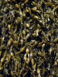 Close View of Knotted Wrack Seaweed  Groton  Connecticut