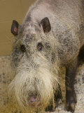 Bearded Pig from Borneo at the Henry Doorly Zoo  Nebraska