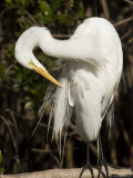 Closeup Portrait of a Great Egret  Sanibel Island  Florida