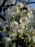 Apple Orchard in Bloom  Yakima  Washington