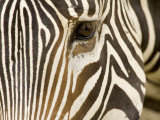 Closeup of a Grevys Zebra's Face