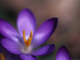 Close View of a Purple African Violet  Washington  DC
