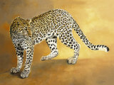 Leopard de Seronera