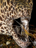 Cleaner Shrimp Cleaning Parasites from a Moray Eel's Mouth  Bali  Indonesia