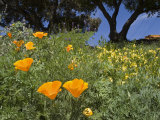 California Poppy Blooming in the Spring