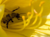 Close View of a Bee Collecting Pollen from the Stamen of a Flower  Groton  Connecticut