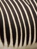 Closeup of a Grevys Zebra's Coat