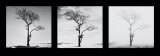 Lone Trees