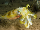 Closeup of a Bigfin Reef Squid  Bali  Indonesia