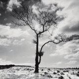 Lone Tree no 2  Peak District  England