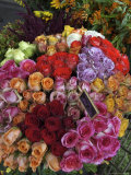 Colorful Rose Flowers for Sale on Street  Paris  France