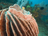 Barrel Sponge with Wrasses and Butterflyfish  Bali  Indonesia