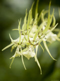 Closeup of a Green Spider Orchid  Singapore