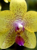 Close View of a Yellow Orchid Blossom  Groton  Connecticut