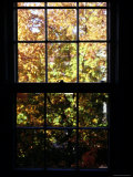 Autumn View Out of a Wooden Pane Window  Washington  DC