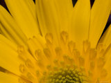 Closeup of a Yellow Chrysanthemum Flower  Lexington  Massachusetts