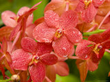 Closeup of a Hybrid Cultivated Orchid Variety with Dew Drops  Singapore