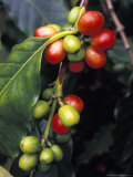 Coffe Bean Branches Grow on the South Kona Coast  Big Island  Hawaii