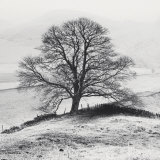 Misty Tree  Peak District  England