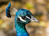 Closeup Portrait of a Peacock