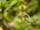 Closeup of an Orchid  Singapore