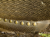 Closeup of a Male Argus Pheasant's Feathers