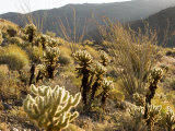 Cholla Cactus and Ocotillo Plants in the Desert Landscape  California