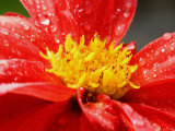 Close View of a Red Dahlia  Groton  Connecticut