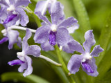 Closeup of a Hybrid Cultivated Orchid Variety  Singapore