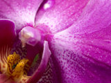 Close View of a Pink Orchid Blossom  Groton  Connecticut