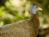 Closeup of a Male Argus Pheasant