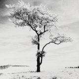 Lone Tree no 3  Peak District  England