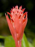 Bromeliad Flower  An Epiphyte from C and S American Rain Forests  Singapore