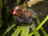 Closeup of an American Coot Chick  San Diego  California