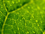 Close View of Droplets of Water on a Leaf  Groton  Connecticut