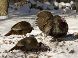 Adult Male Wild Turkey Displays to Females  Lexington  Massachusetts