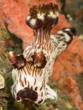 Closeup of Nudibranch  Bali  Indonesia