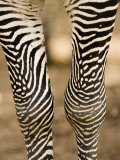 Closeup of a Grevys Zebra's Legs