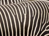 Closeup of Two Grevys Zebras' Coats