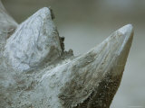 Close-Up View of a White Rhino's Muddy Horns  Henry Doorly Zoo  Nebraska
