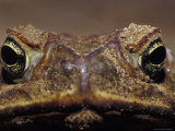 Close-Up of a Scowling  Grumpy  Ugly Cane Toad's Face  Australia